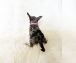 Small #9 Chihuahua