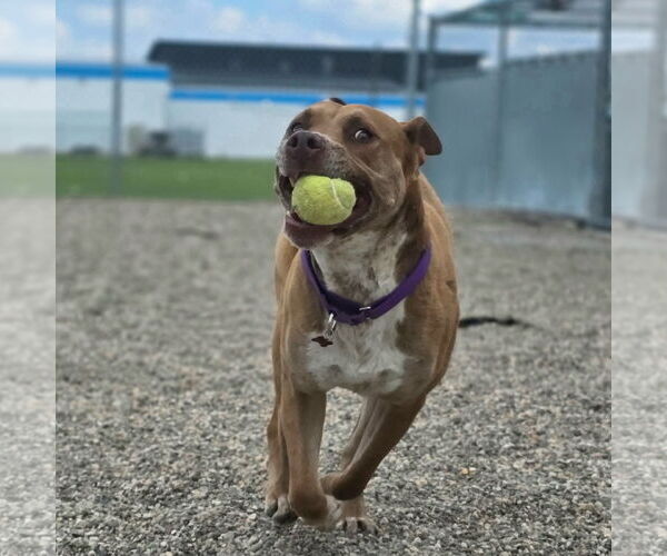 Medium Photo #3 American Pit Bull Terrier-Labrador Retriever Mix Puppy For Sale in Fargo, ND, USA