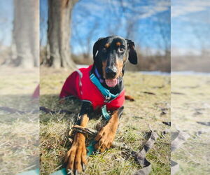 Doberman Pinscher Dogs for adoption in Lawrenceville, NJ, USA