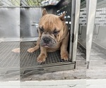Small #13 American Bully