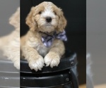 Small Photo #9 Australian Labradoodle Puppy For Sale in PORT ORCHARD, WA, USA