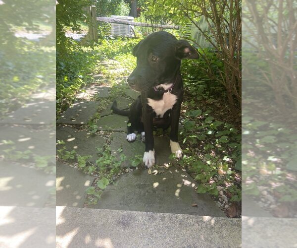Medium Photo #4 Labrador Retriever-Unknown Mix Puppy For Sale in Uwchlan, PA, USA