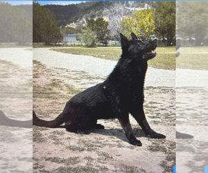 Father of the German Shepherd Dog puppies born on 05/18/2025