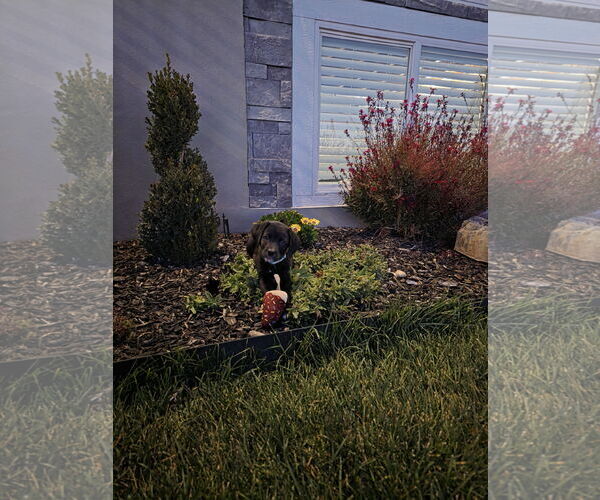 Medium Photo #2 Border-Aussie Puppy For Sale in MIDWAY, UT, USA