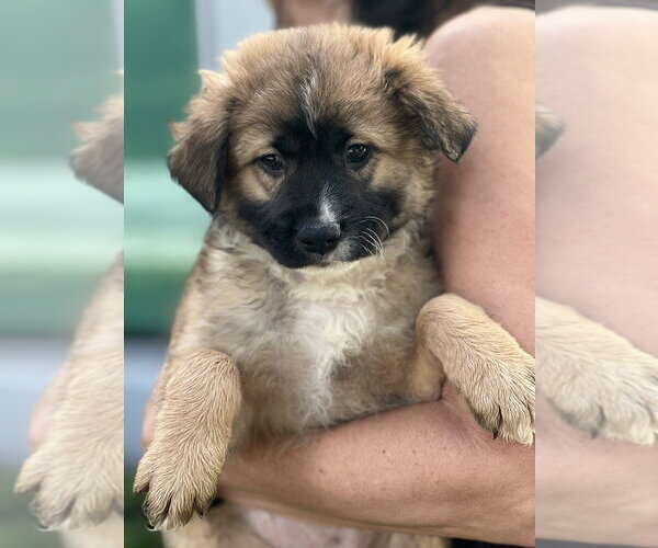 Medium Photo #2 Cocker Spaniel-Unknown Mix Puppy For Sale in Dana Point, CA, USA