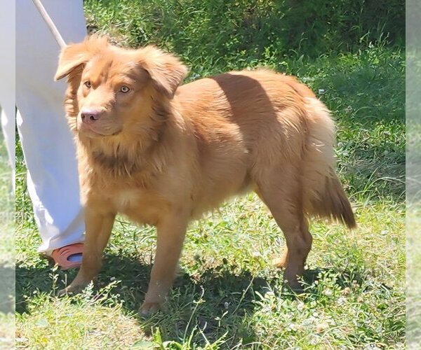 Medium Photo #1 Australian Retriever Puppy For Sale in Wetumpka, AL, USA