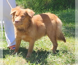 Australian Retriever Dogs for adoption in Wetumpka, AL, USA