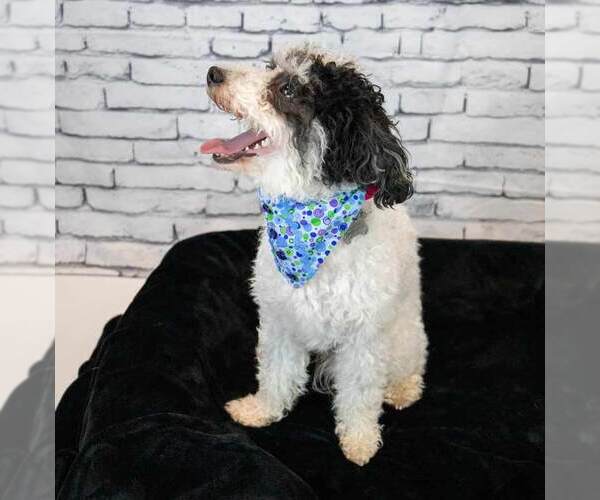 Medium Photo #9 Poochon Puppy For Sale in Kennesaw, GA, USA