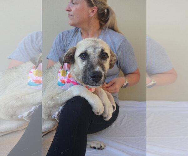 Medium Photo #2 Black Mouth Cur-Great Pyrenees Mix Puppy For Sale in McKinney, TX, USA