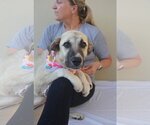 Small #1 Black Mouth Cur-Great Pyrenees Mix