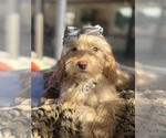 Small Photo #40 Goldendoodle mix (+ Poodle Miniature) Puppy For Sale in MENIFEE, CA, USA