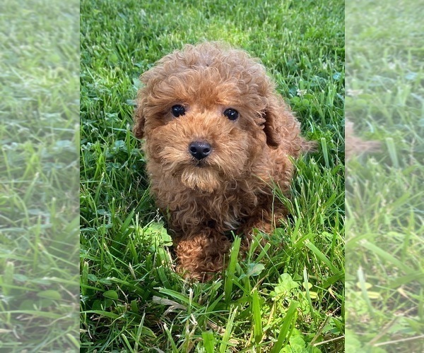 Medium Photo #4 Poodle (Toy) Puppy For Sale in CANOGA, NY, USA