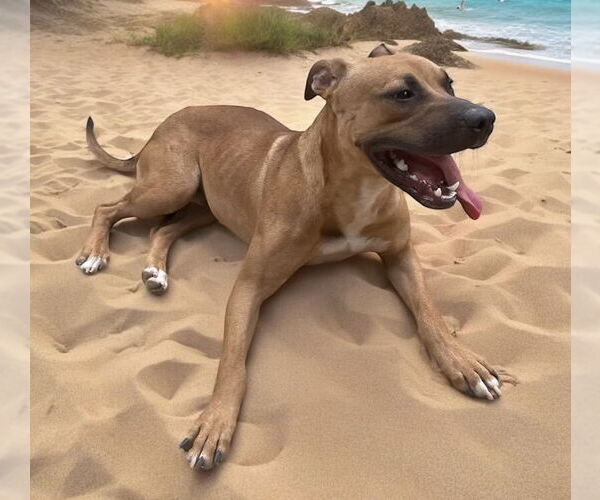 Medium Photo #15 American Staffordshire Terrier-Boxer Mix Puppy For Sale in Lexington, SC, USA