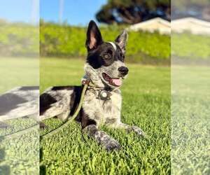 Dak - Male Mutt Dog for Adoption - Photo #3