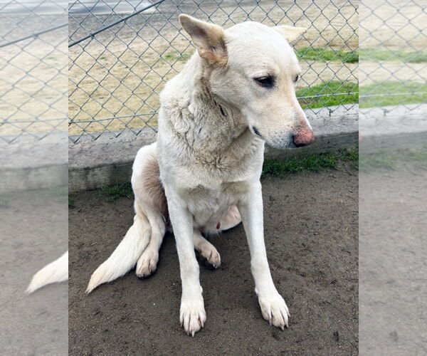 Medium Photo #3 - Mix Puppy For Sale in Phoenix, AZ, USA