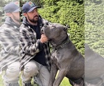 Small Photo #1 Cane Corso Puppy For Sale in KEIZER, OR, USA