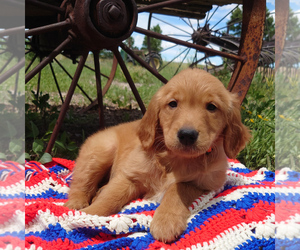 Medium Golden Retriever