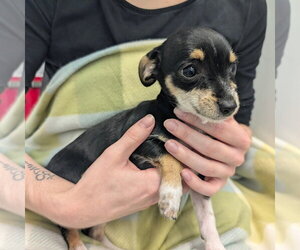 Chihuahua Dogs for adoption in Chico, CA, USA