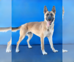 Small #1 German Shepherd Dog