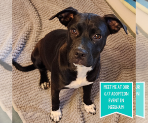 American Pit Bull Terrier-Pembroke Welsh Corgi Mix Dogs for adoption in Boston, MA, USA