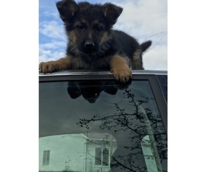 German Shepherd Dog Puppy for sale in TROUTDALE, OR, USA