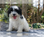 Small #2 Cavapoo