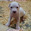 Small Photo #90 Dogo Argentino Puppy For Sale in JANE, MO, USA