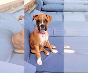 Boxer Puppy for sale in STANLEY, WI, USA