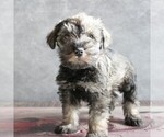 Small #4 Schnauzer (Miniature)
