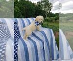 Small Photo #6 Golden Retriever Puppy For Sale in SHERIDAN, MI, USA