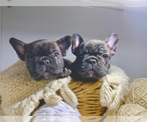 French Bulldog Puppy for sale in INDIANAPOLIS, IN, USA