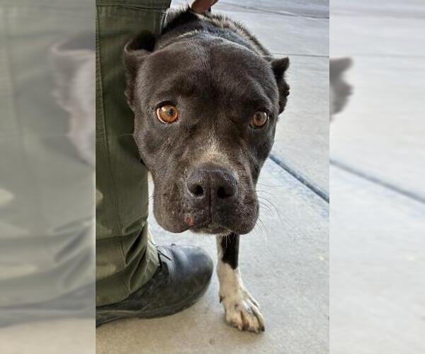 Medium Photo #1 Mutt Puppy For Sale in Bakersfield, CA, USA