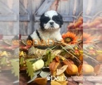 Small #19 Shih Tzu