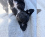 Small #1 Chihuahua Mix