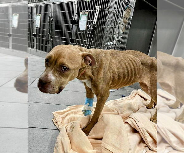 Medium Photo #2 American Staffordshire Terrier-Unknown Mix Puppy For Sale in columbia, SC, USA