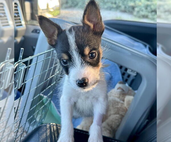 Medium Photo #4 Jack Russell Terrier-Parson Russell Terrier Mix Puppy For Sale in San Juan Capistrano, CA, USA
