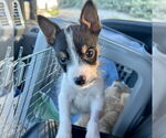 Small #3 Jack Russell Terrier-Parson Russell Terrier Mix