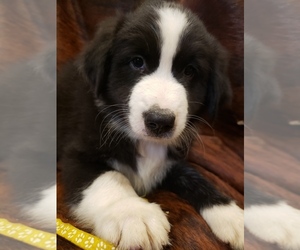 Australian Shepherd Puppy for sale in UPPER SANDSKY, OH, USA