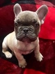 Small Photo #2 French Bulldog Puppy For Sale in PRESCOTT, AZ, USA