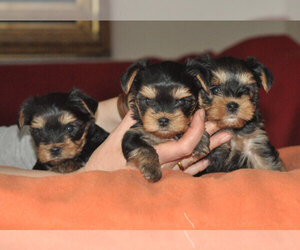 Yorkshire Terrier Puppy for sale in LOS ANGELES, CA, USA