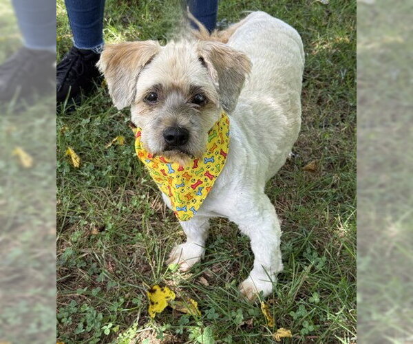 Medium Photo #1 Lhasa Apso-Unknown Mix Puppy For Sale in Warrenton, VA, USA
