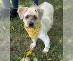 Small Lhasa Apso Mix