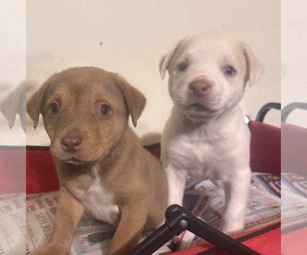 Medium Photo #4 Golden Labrador Puppy For Sale in Pottstown, PA, USA