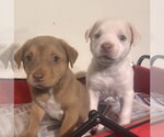 Small #3 Golden Labrador
