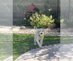 Small #6 Mutt