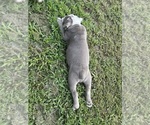 Small #19 Olde English Bulldogge