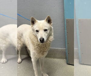 German Shepherd Dog-Unknown Mix Dogs for adoption in Las Vegas, NV, USA