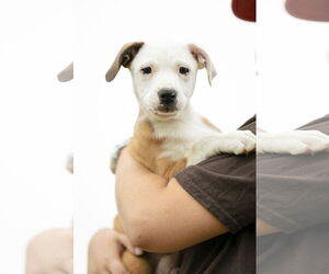 Medium Australian Shepherd Mix