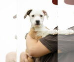Small Australian Shepherd Mix