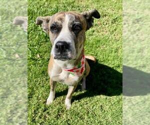 Boxer-Unknown Mix Dogs for adoption in Tulsa, OK, USA